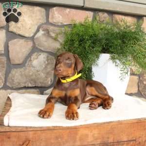 Pansy, Doberman Pinscher Puppy