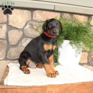 Peter, Doberman Pinscher Puppy