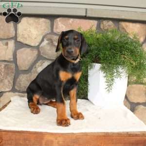 Pricilla, Doberman Pinscher Puppy