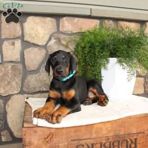 Paul, Doberman Pinscher Puppy