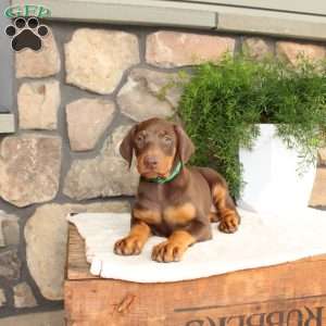 Penelope, Doberman Pinscher Puppy