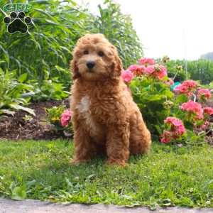 Pam, Mini Goldendoodle Puppy