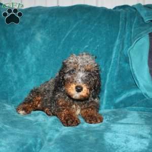 Tina, Miniature Poodle Puppy