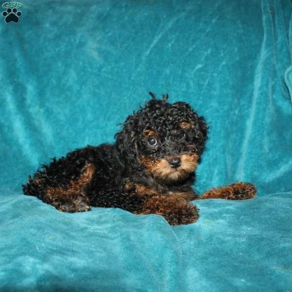 Tiffany, Miniature Poodle Puppy