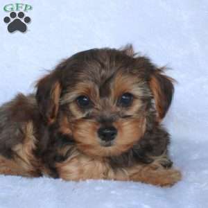 Ethan (Tiny), Yorkie Poo Puppy
