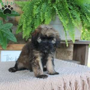 Lauren, Mini Whoodle Puppy