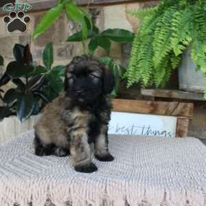 Lyle, Mini Whoodle Puppy