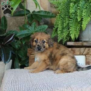 Leviticus, Mini Whoodle Puppy