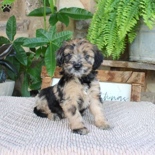 Lilac, Mini Whoodle Puppy