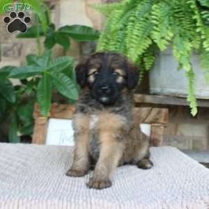 Lydia, Mini Whoodle Puppy