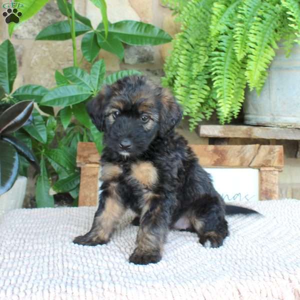 Lynda, Mini Whoodle Puppy