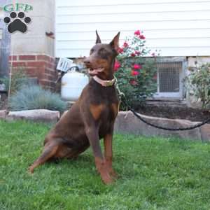 Tina, Doberman Pinscher Puppy