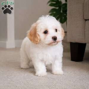 Daisy, Maltipoo Puppy