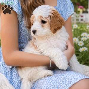 Penny, Mini Goldendoodle Puppy