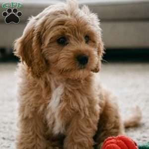 mark, Cavapoo Puppy