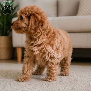 Bella, Cavapoo Puppy