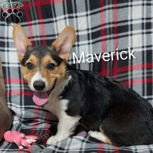 Maverick, Pembroke Welsh Corgi Puppy