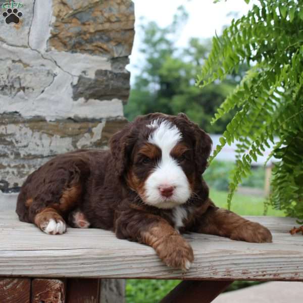 Coco, Mini Bernedoodle Puppy