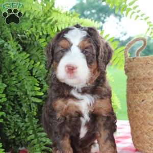 Coco, Mini Bernedoodle Puppy