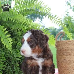 Coco, Mini Bernedoodle Puppy