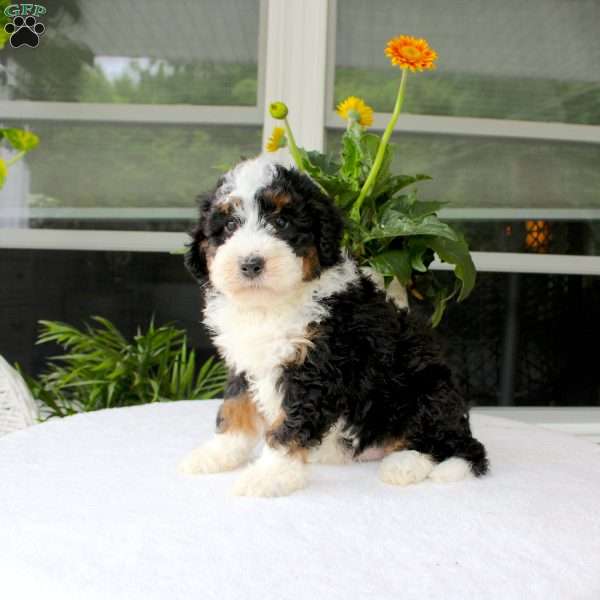 Blake, Mini Bernedoodle Puppy
