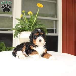 Bella, Mini Bernedoodle Puppy