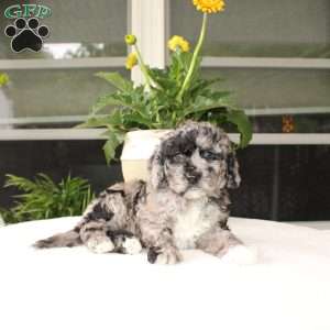 Asher, Mini Goldendoodle Puppy