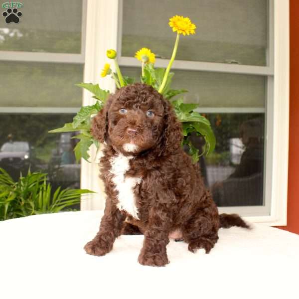 Ava, Mini Goldendoodle Puppy