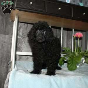 Carter, Miniature Poodle Puppy