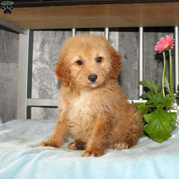 Oliver, Mini Aussiedoodle Puppy