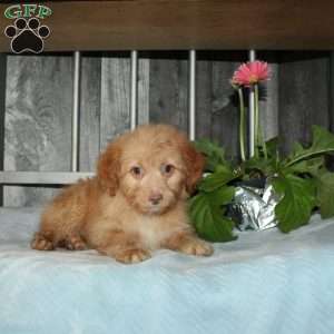 Opalite, Mini Aussiedoodle Puppy