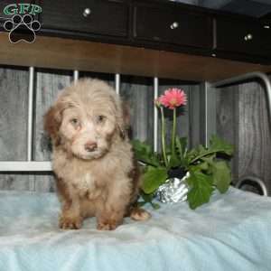 Oscar, Mini Aussiedoodle Puppy
