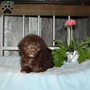 Opie, Mini Aussiedoodle Puppy