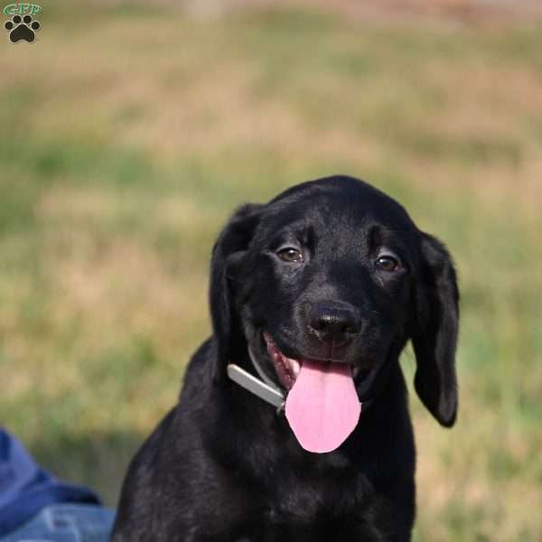Dexter, Black Labrador Retriever Puppy