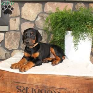 Pricilla, Doberman Pinscher Puppy