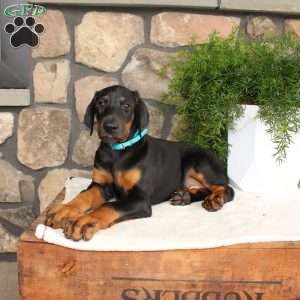 Paul, Doberman Pinscher Puppy