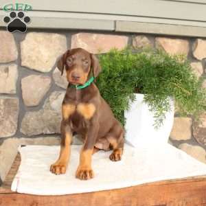 Penelope, Doberman Pinscher Puppy