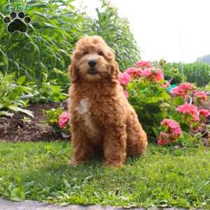 Pam, Mini Goldendoodle Puppy