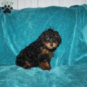 Tiffany, Miniature Poodle Puppy
