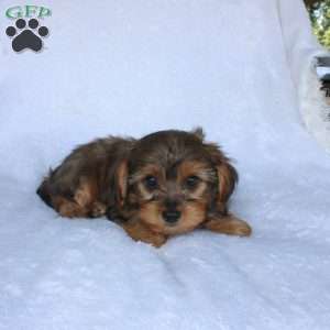 Ethan (Tiny), Yorkie Poo Puppy
