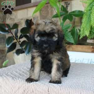 Lauren, Mini Whoodle Puppy