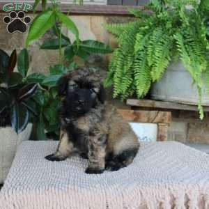 Lyle, Mini Whoodle Puppy