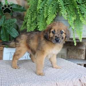 Leviticus, Mini Whoodle Puppy