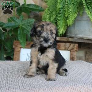 Lilac, Mini Whoodle Puppy
