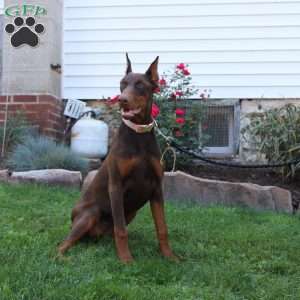 Tina, Doberman Pinscher Puppy