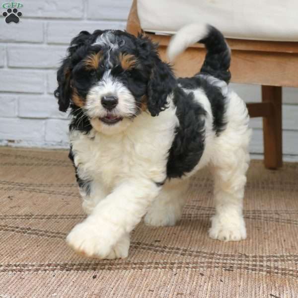 Spencer, Mini Bernedoodle Puppy