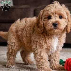 mark, Cavapoo Puppy
