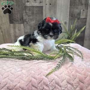 Tootsie, Mal-Shi Puppy