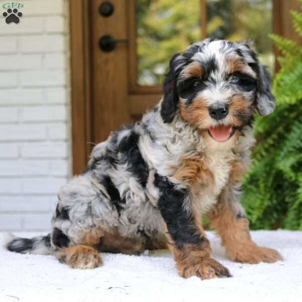 Nash, Mini Bernedoodle Puppy