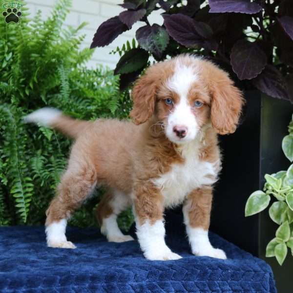 Nala, Mini Bernedoodle Puppy